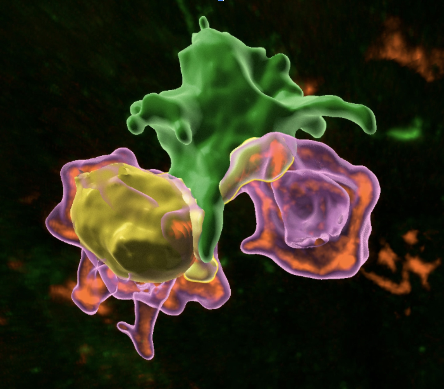 Image analysis in 3D PICsL A phagocyte interacts with two T-cells