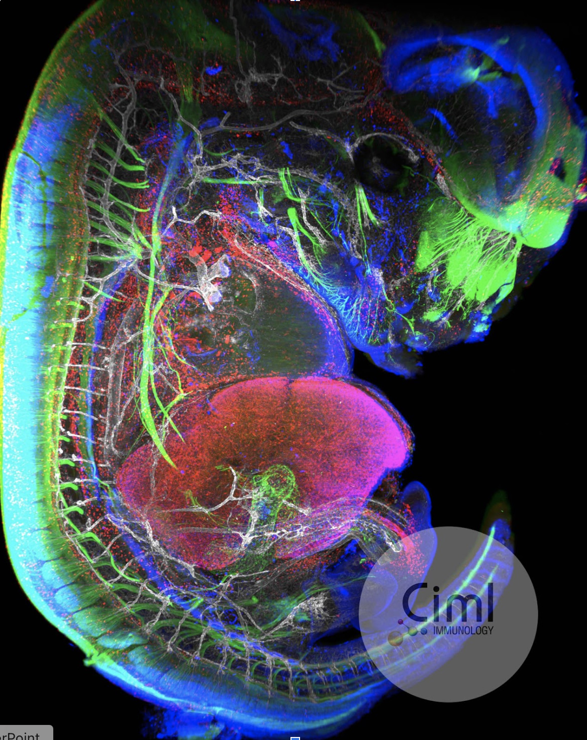 Mesoscopic acquisition-PICsL Mouse embryo
