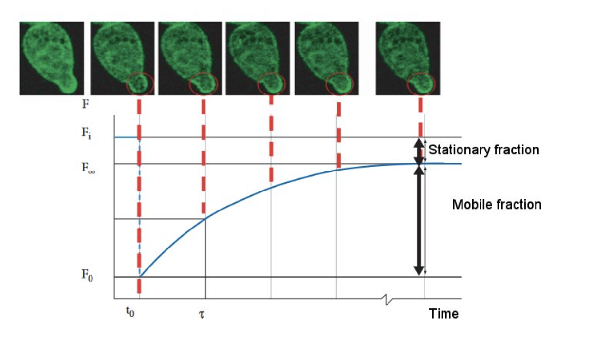 PICsL Marseille FRAP Fluorescence recovery after photobleaching