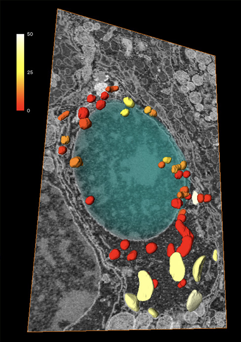 Volume EM PICsL Visualization and quantification of mitochondria and plasma membrane