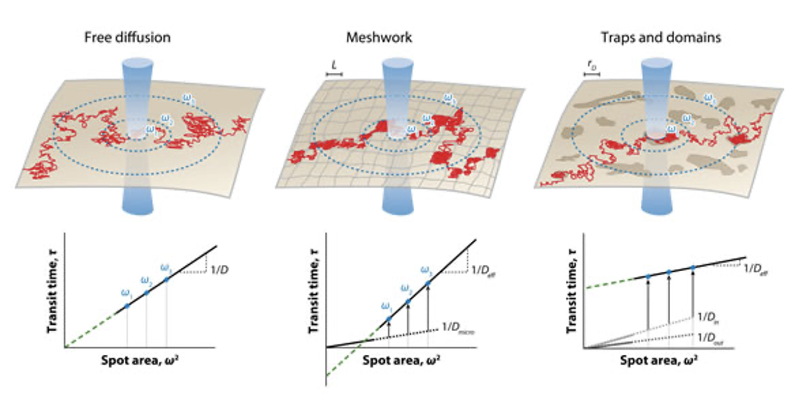 Functional imaging FCS Fluorescence Correlation Spectroscopy