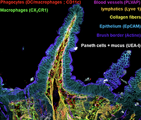 Spectral imaging PICsL Marseille