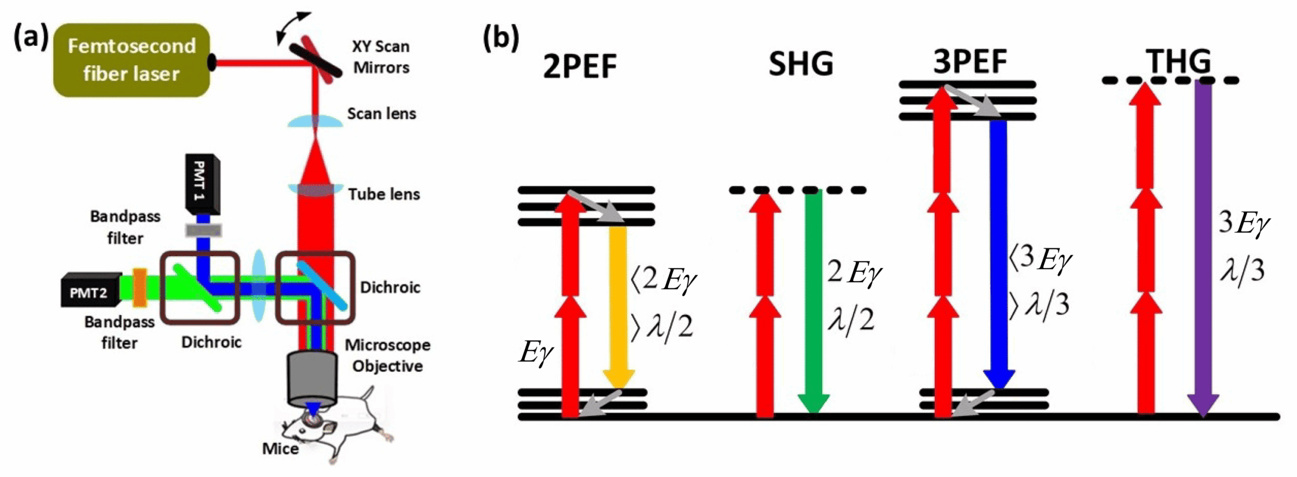 Non linear microscopy - PICsL