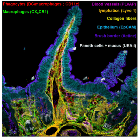 Image spectral imaging PICsL